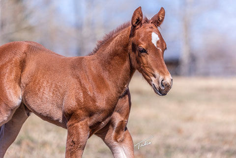 OU Ar Sweet Lil Pep (He Be Stylish x Shessweetern Pepto)