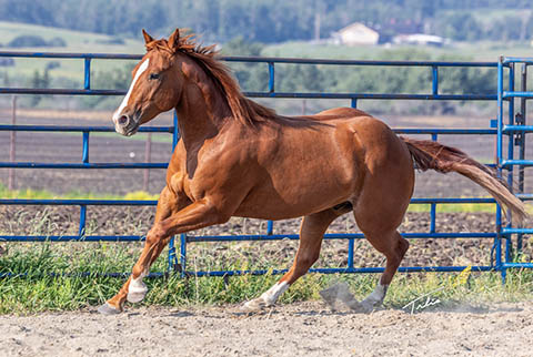 OU Fogerty (He Be Stylish x Singen The Blues)