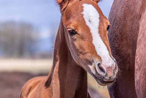 OU Fogerty (He Be Stylish x Singen The Blues)