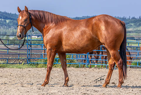 OU Sand Kite (He Be Stylish x Time In The Sand)