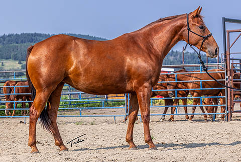 OU Sand Kite (He Be Stylish x Time In The Sand)