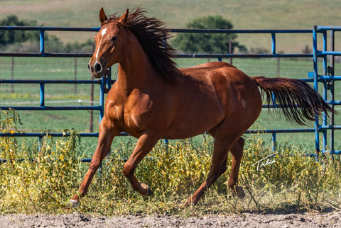 OU Sand Kite (He Be Stylish x Time In The Sand)