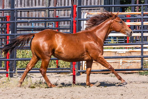 OU Sand Kite (He Be Stylish x Time In The Sand)