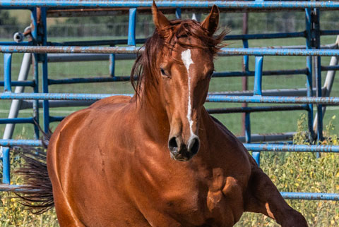 OU Sand Kite (He Be Stylish x Time In The Sand)