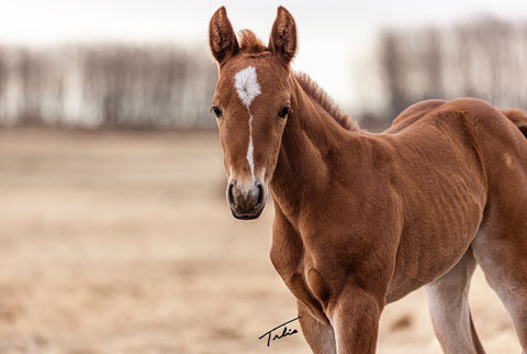 OU Sand Kite (He Be Stylish x Time In The Sand)