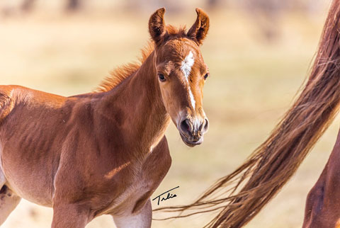 (May 10 colt) (He Be Stylish x Tragically Pep)