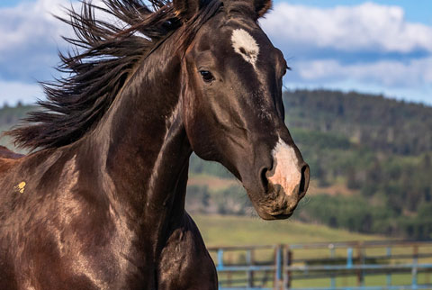 OU Carbon Copy (Rockem Sockem Rey x Hotspot Catrena)