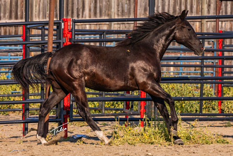 OU Carbon Copy (Rockem Sockem Rey x Hotspot Catrena)