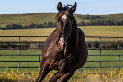 OU Carbon Copy (Rockem Sockem Rey x Hotspot Catrena)