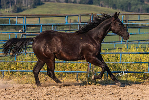 OU Carbon Copy (Rockem Sockem Rey x Hotspot Catrena)