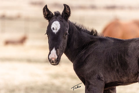 OU Carbon Copy (Rockem Sockem Rey x Hotspot Catrena)