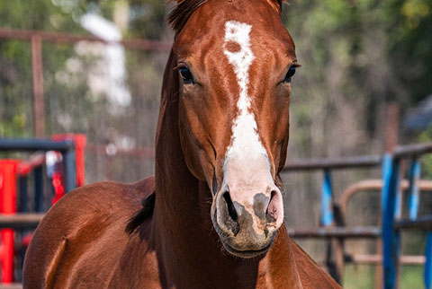 OU Cleen Rock One (Rockem Sockem Rey x One)