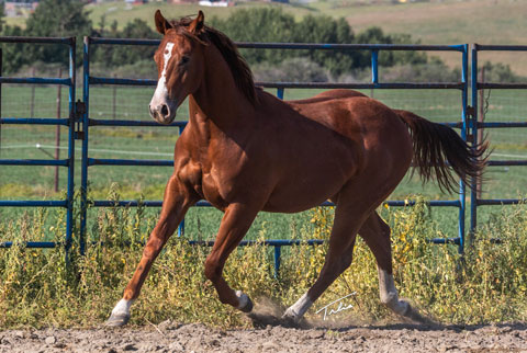 Cleen Rock One (Rockem Sockem Rey x One)