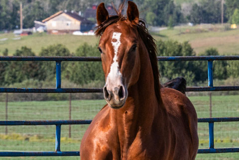 Cleen Rock One (Rockem Sockem Rey x One)