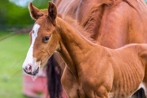 Cleen Rock One (Rockem Sockem Rey x One)