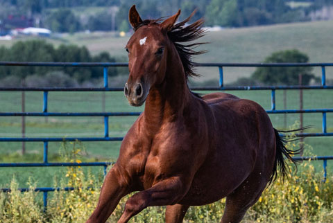 OU Good Time Charlie (Rockem Sockem Rey x Swinging Away)