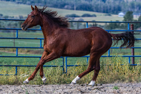 OU Good Time Charlie (Rockem Sockem Rey x Swinging Away)