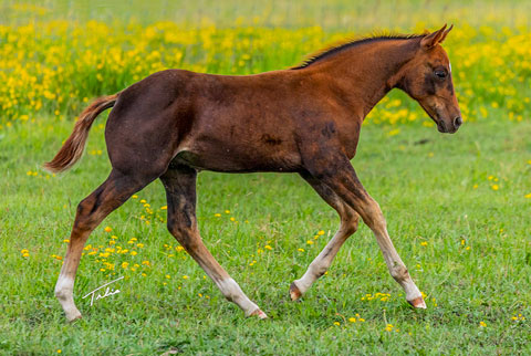 OU Good Time Charlie (Rockem Sockem Rey x Swinging Away)