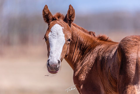 (May 5 filly) (White Hot Spot x Cat Called Music)