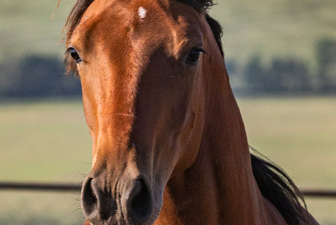 OU Hudson Bay (White Hot Spot x Golden Hey)