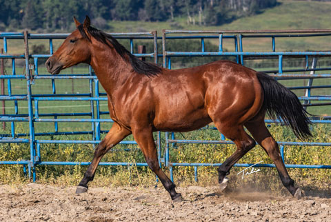 OU Hudson Bay (White Hot Spot x Golden Hey)