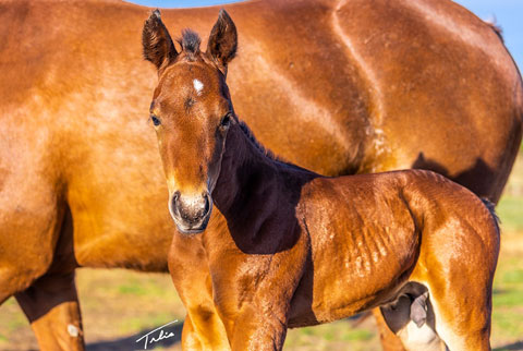 OU Hudson Bay (White Hot Spot x Golden Hey)