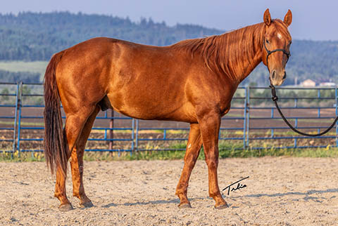 OU Whiskey Wayne (White Hot Spot x Jannberey)