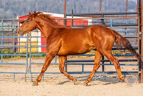 OU Whiskey Wayne (White Hot Spot x Jannberey)