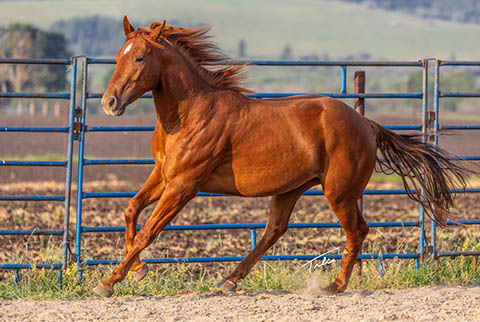 OU Whiskey Wayne (White Hot Spot x Jannberey)