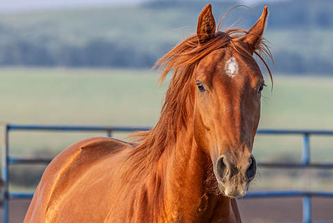 OU Whiskey Wayne (White Hot Spot x Jannberey)