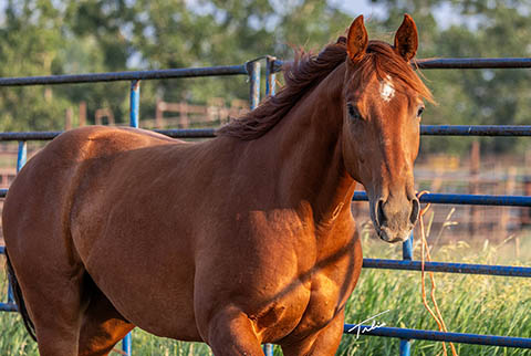 OU Whiskey Wayne (White Hot Spot x Jannberey)