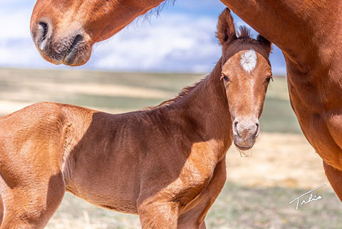 OU Whiskey Wayne (White Hot Spot x Jannberey)