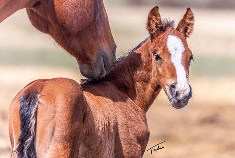 OU Baywatch (White Hot Spot x LJ Smart)