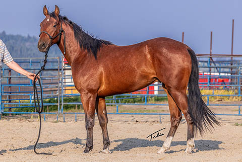 OU Bay of Bengal (White Hot Spot x Miss Tall Cotton)