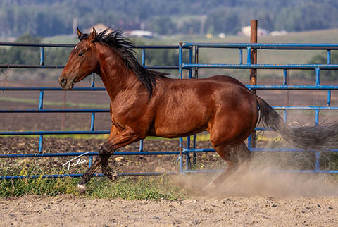 OU Bay of Bengal (White Hot Spot x Miss Tall Cotton)