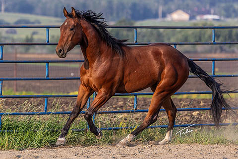 OU Bay of Bengal (White Hot Spot x Miss Tall Cotton)