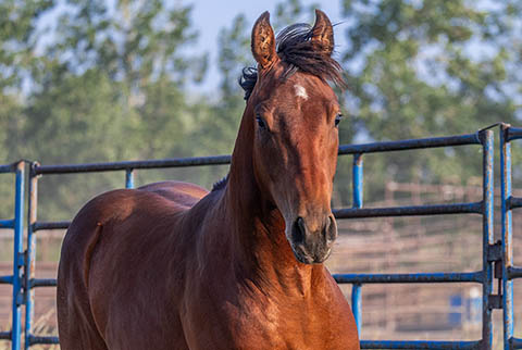 OU Bay of Bengal (White Hot Spot x Miss Tall Cotton)