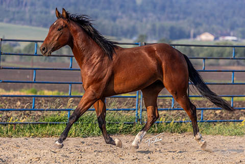 OU Bay of Bengal (White Hot Spot x Miss Tall Cotton)