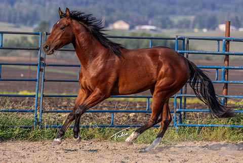 OU Bay of Bengal (White Hot Spot x Miss Tall Cotton)