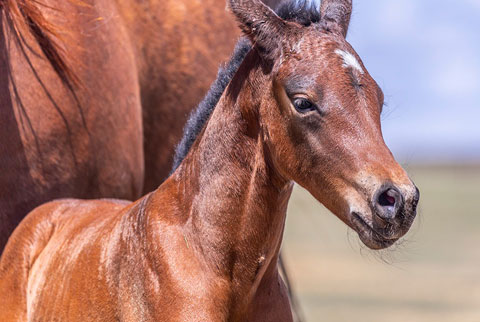 OU Bay of Bengal (White Hot Spot x Miss Tall Cotton)