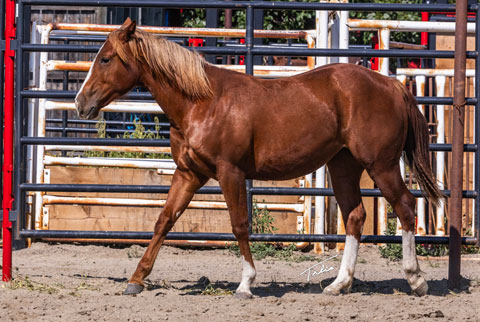 OU Sherlock (White Hot Spot x OU Pearl Jam)