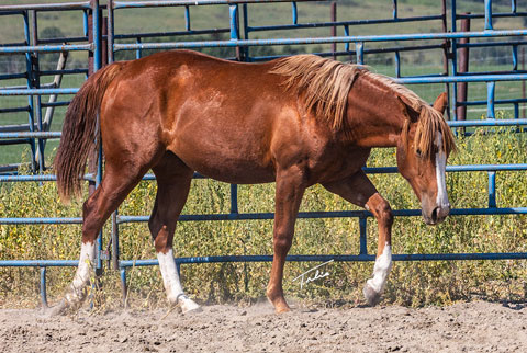 OU Sherlock (White Hot Spot x OU Pearl Jam)