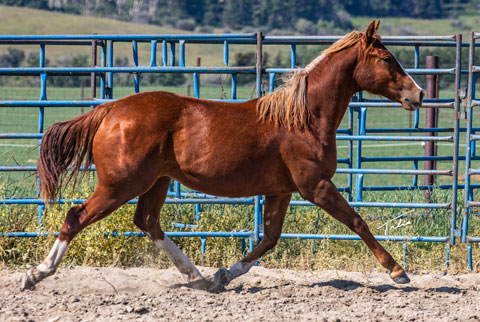 OU Sherlock (White Hot Spot x OU Pearl Jam)