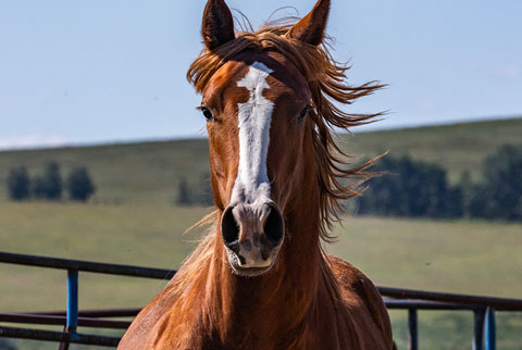 OU Sherlock (White Hot Spot x OU Pearl Jam)