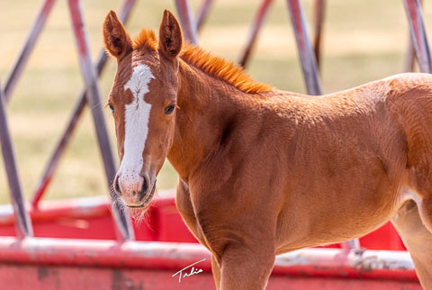 OU Sherlock (White Hot Spot x OU Pearl Jam)