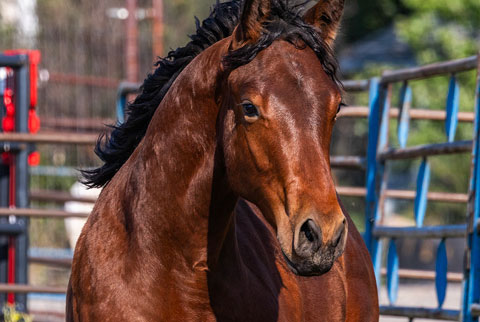 OU Dock of the Bay (White Hot Spot x OU Sage Hen)