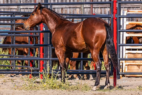 OU Dock of the Bay (White Hot Spot x OU Sage Hen)