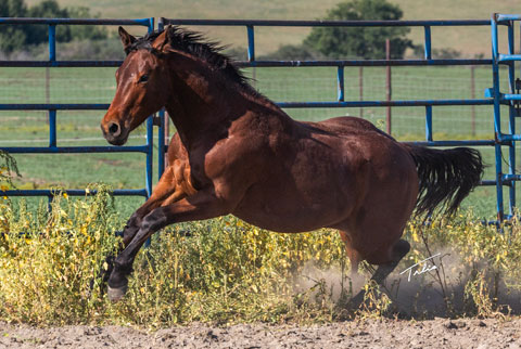 OU Dock of the Bay (White Hot Spot x OU Sage Hen)