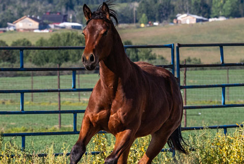 OU Dock of the Bay (White Hot Spot x OU Sage Hen)