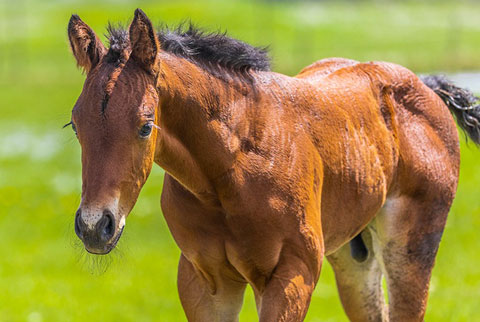 OU Dock of the Bay (White Hot Spot x OU Sage Hen)